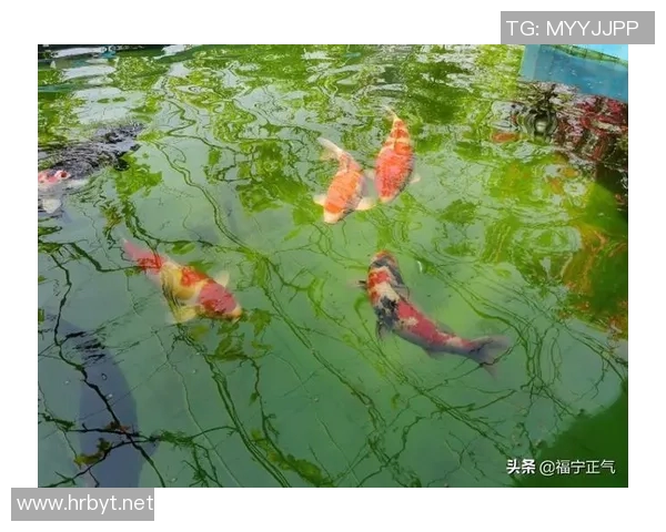 足球明星与锦鲤的奇妙互动精彩视频合集让你大开眼界